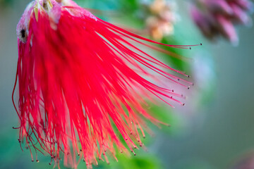 Red Bottle Brush Flower - Calliandra haematocephala