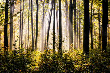 Naklejka premium Autumn morning in the forest