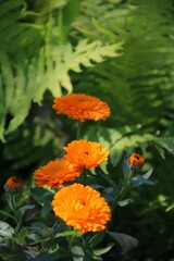 ingelblumen  Calendula officinalis