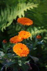 Ringelblume (Calendula officinalis) 