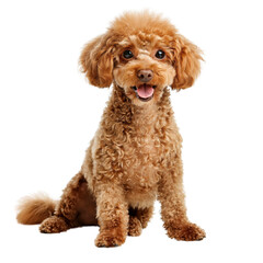 Poodle isolated on white background.