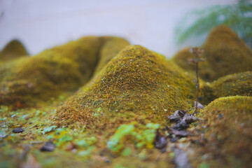 A Taste of Xingning - Snapshots