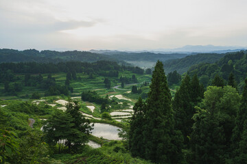 Fototapeta premium 新潟 星峠の棚田