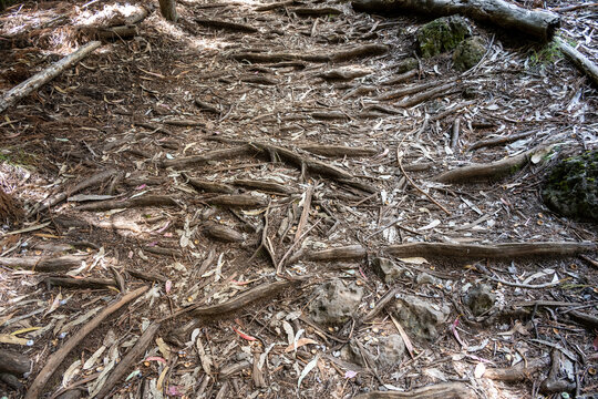 Root tangled hiking trail in covered in leaf debris hiking to Hosmer Grove, Haleakalā National Park, Maui, Hawaii
