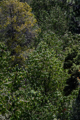 Mixed (conifer and deciduous tree) high altitude forest canopy in Hosmer Grove as a nature background, Haleakalā National Park, Maui, Hawaii
