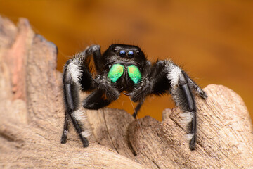 jumping spider