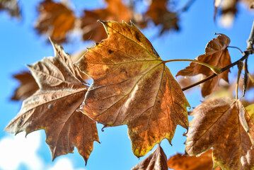 sunlight shining through orange autumn leaves