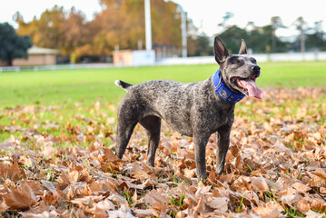 Australian Cattle Dog playing in Autumn leaves