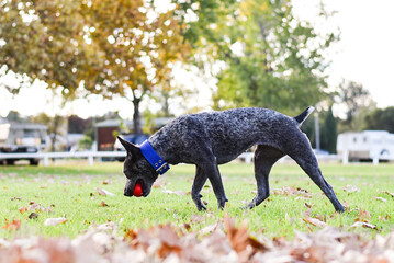 Australian Cattle Dog playing in Autumn leaves