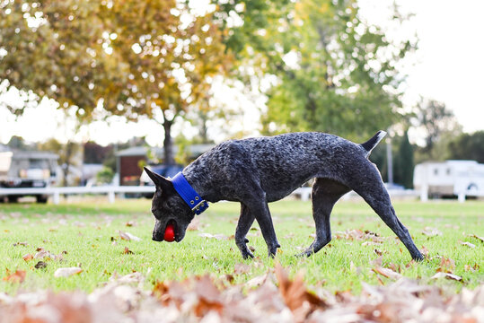 Australian Cattle Dog playing in Autumn leaves