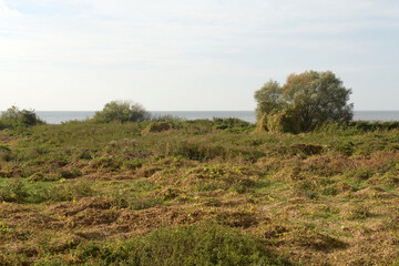 Obraz premium The coast of the Curonian Lagoon. Kaliningrad region