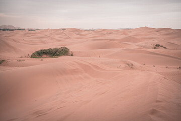 Horizontal image of the grass growing in the desert of Inner Mongolia, China