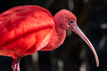 Ibis 