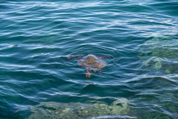 Green sea turtle searching for food in the blue waters of the pacific ocean around underwater lava...