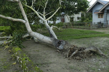 Tree Fell In The Yard Due To Heavy Rain 