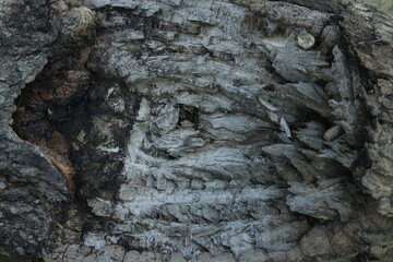 Abstract Burn Wood Texture Landscape