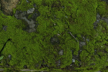 green moss on the rock