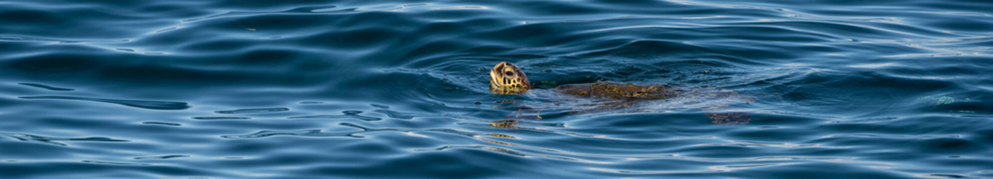 Green sea turtle coming up for air while swimming in the blue waters of the pacific ocean around underwater lava rocks, Kamaole Beach Park II, Maui, Hawaii
