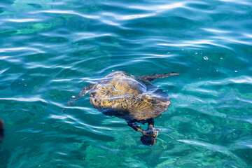 Fototapeta premium Green sea turtle searching for food in the blue waters of the pacific ocean around underwater lava rocks, Kamaole Beach Park II, Maui, Hawaii 