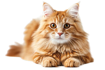 Obraz premium British Longhair Cat Isolated