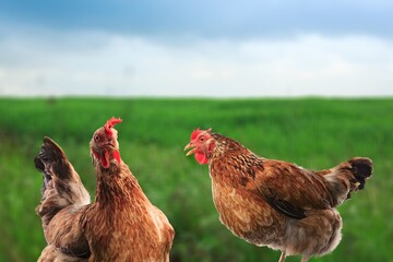 red hen with on a green farm background.