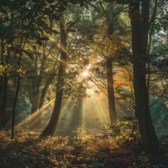 Beautiful forest with bright sun shining through the trees. Scenic forest of trees framed by leaves, with the sun casting its warm rays through the foliage at
