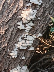 schizophyllum commune fungus on the plant bark or stem۔split-gill mushroom pattern background 