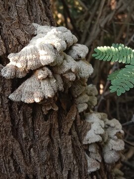 schizophyllum commune fungus on the plant bark or stem۔split-gill mushroom pattern background 