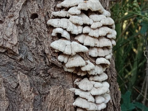schizophyllum commune fungus on the plant bark or stem۔split-gill mushroom pattern background 