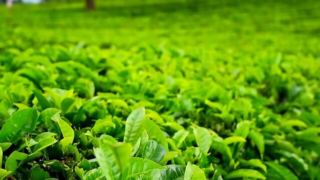 green and beautiful tea plantations