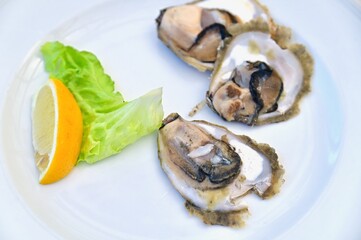 Close-Up of Croatian Mali Ston Oysters, Famous Dalmatian Dish in Croatia