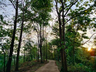 Fototapeta premium footpath in the park