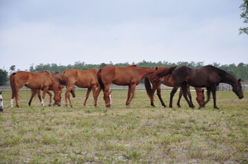 Horses grazing