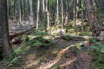 hiking trail in the forest with tall coniferous trees