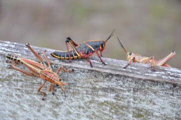 Grasshopper on fence