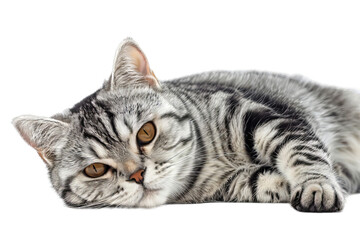 Fototapeta premium American Shorthair Cat