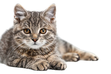 Obraz premium American Shorthair Cat