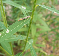 Brown worm eating leaves.