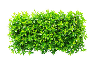 Obraz premium Fresh green grass isolated on transparent, a healthy vegetarian ingredient