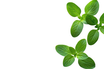 Fresh green basil leaves isolated on a transparent background