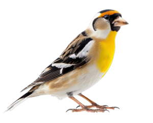 Goldfinch Bird Isolated