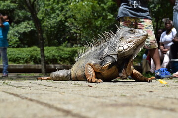 Iguana en el jardín botánico