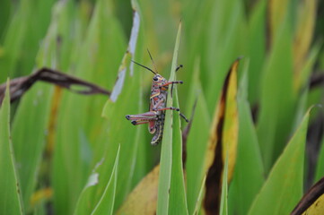 Grasshopper on plant