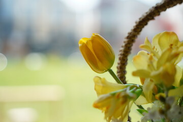 Beautiful bouquet of yellow tulips in a wicker basket