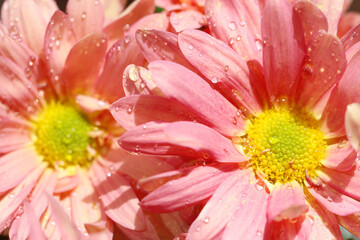 close up of pink gerber daisy