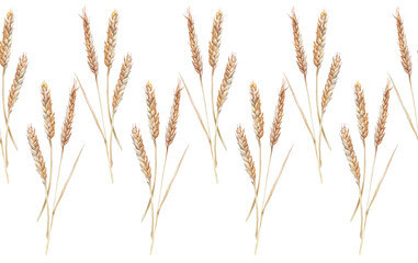 Seamless rim with watercolor yellow spikelets wheat on white background. Plant for flour and whole grains bread. Meal and food for cookbook and kitchen. Hand-drawn border for wallpaper or wrapping