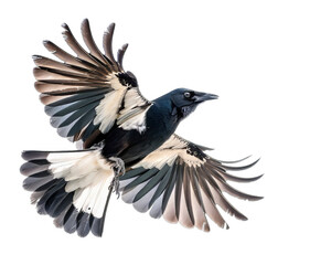 Naklejka premium Magpie Bird Flying Isolated
