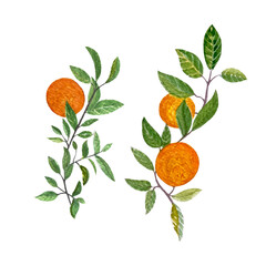 Orange fruit branches with leafs watercolor set isolated on white background. High quality hand drawn art for food design, packages, restaurant menu, cards, natural organic food, label, logo and decor