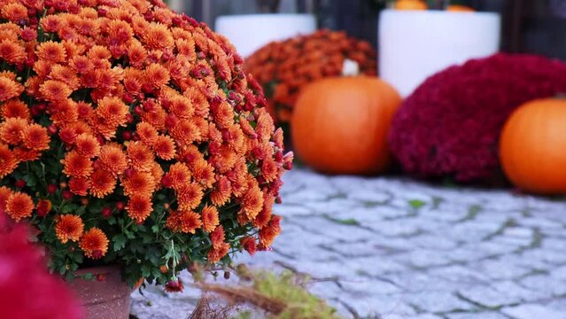 Halloween decorated outdoor cafe or restaurant terrace in America or Europe with pumpkins traditional attributes of Halloween. Frontyard decoration for party. 