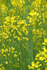 Mustard flower field is full blooming, yellow mustard field landscape industry of agriculture, mustard flowers closeup photo